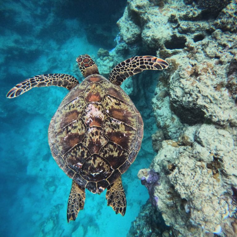 Ariki Adventures