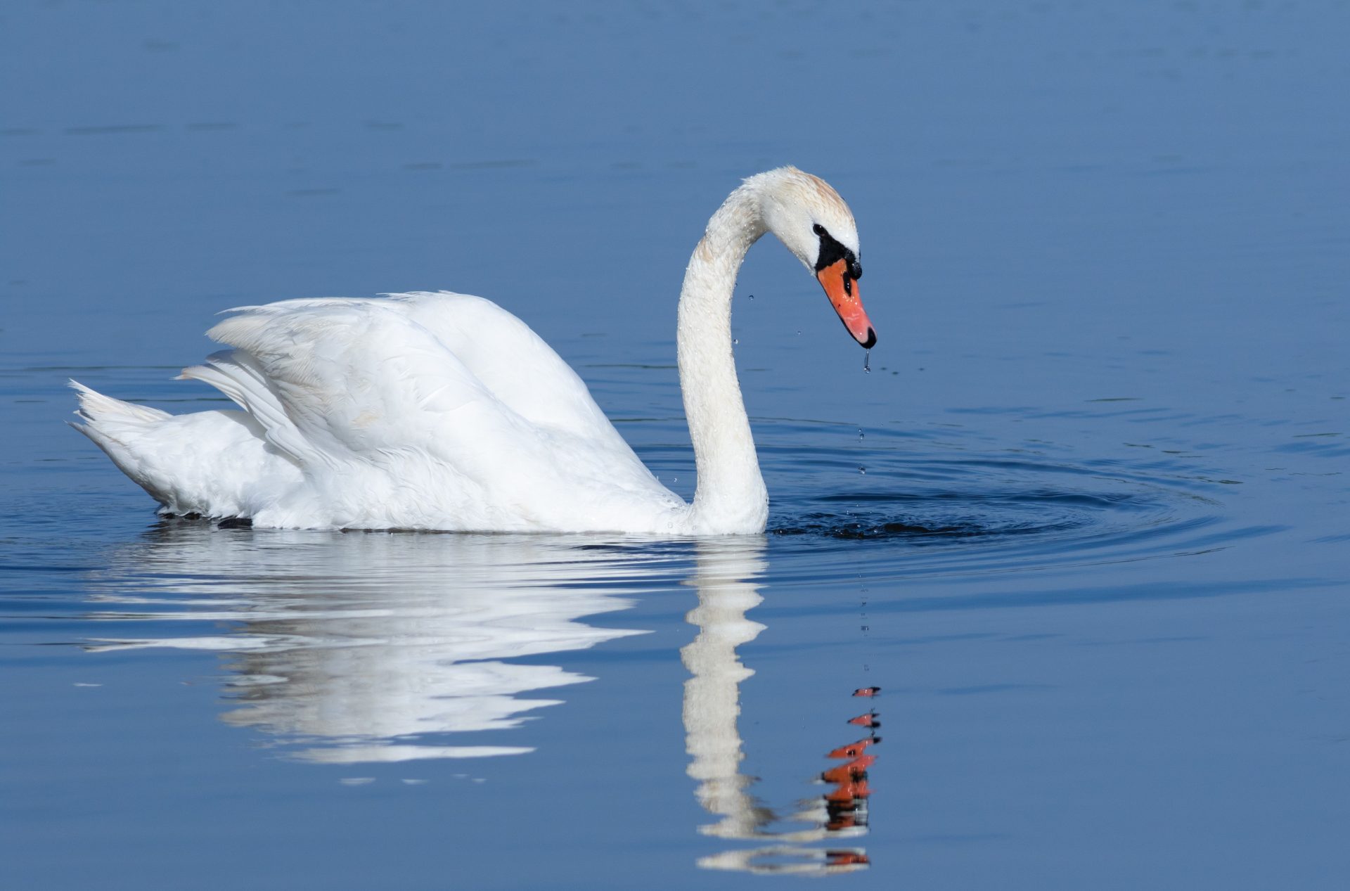 Swancore: the feathered wedding trend taking flight